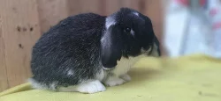 luxusní černo bílý sameček Zakrslý Beránek Minilop