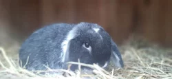 luxusní černo bílý sameček Zakrslý Beránek Minilop