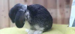 luxusní černo bílý sameček Zakrslý Beránek Minilop