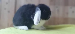 Luxusní černo bílý sameček zakrslý beránek minilop