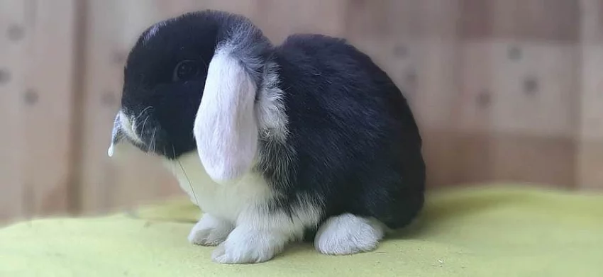 Luxusní černo bílý sameček zakrslý beránek minilop