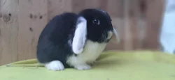 Luxusní černo bílý sameček zakrslý beránek minilop