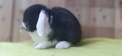 Luxusní černo bílý sameček zakrslý beránek minilop