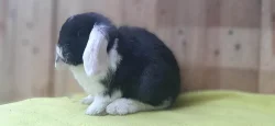 Luxusní černo bílý sameček zakrslý beránek minilop