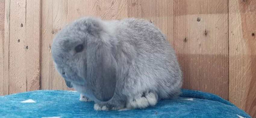 Luxusní Činčilový Sameček Zakrslý Beránek Minilop