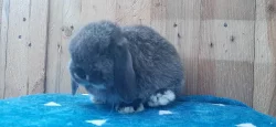 Vzácná Samička Zakrslý Beránek Minilop Hnědá Kuní!