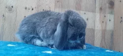 Vzácná Samička Zakrslý Beránek Minilop Hnědá Kuní!