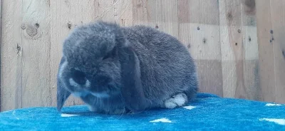 Vzácná Samička Zakrslý Beránek Minilop Hnědá Kuní!