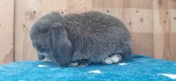 Vzácná Samička Zakrslý Beránek Minilop Hnědá Kuní!