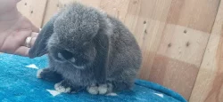 Vzácná Samička Zakrslý Beránek Minilop Hnědá Kuní!