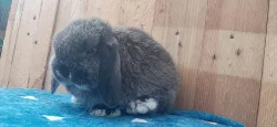 Vzácná Samička Zakrslý Beránek Minilop Hnědá Kuní!