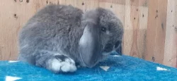 Vzácná Samička Zakrslý Beránek Minilop Hnědá Kuní!