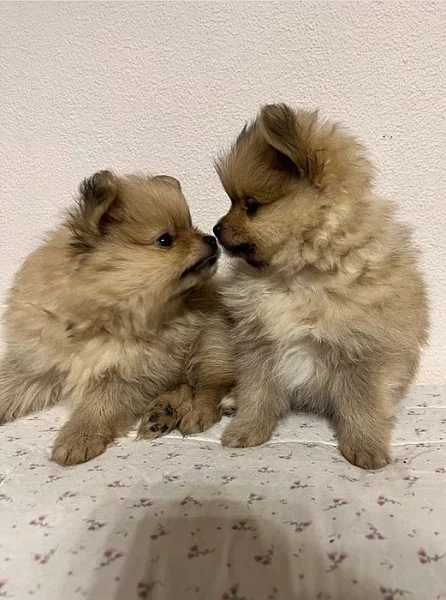 Krásné Německý špic trpasličí~pomerian