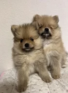 Krásné Německý špic trpasličí~pomerian