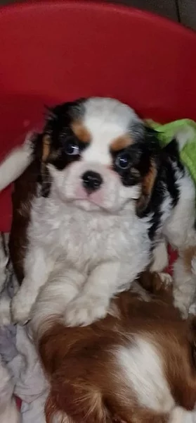 Štěňátka Kavalír King Charles španěl!