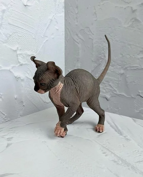 sphynx kotě