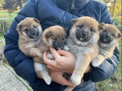 Shiba inu s PP