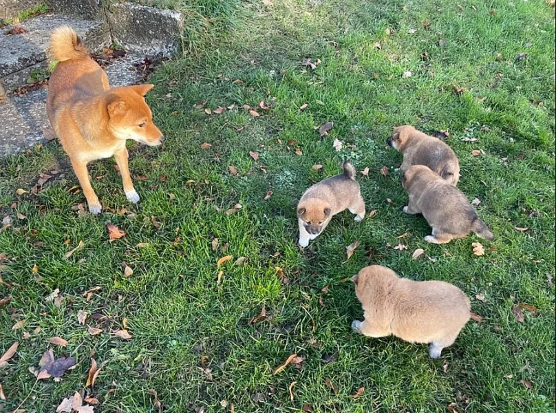 Shiba inu s PP