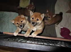 Shiba inu s PP