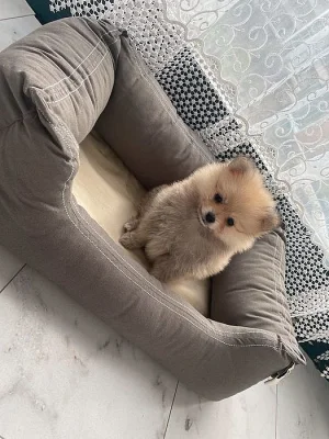 Pomeranian mini