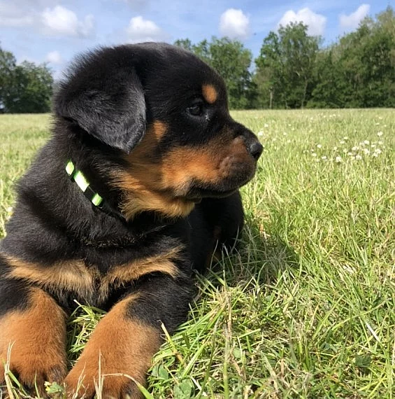 štěňata rottweillerů k