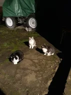 Pomozte nám zachránit 5 kočiček