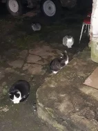 Pomozte nám zachránit 5 kočiček