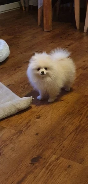holčička Pomeranian