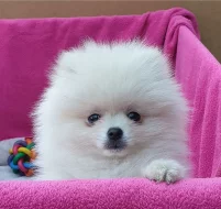 holčička Pomeranian