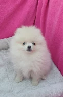holčička Pomeranian