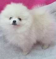 holčička Pomeranian