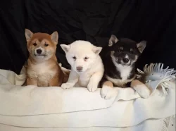 Štěňátka Shiba inu