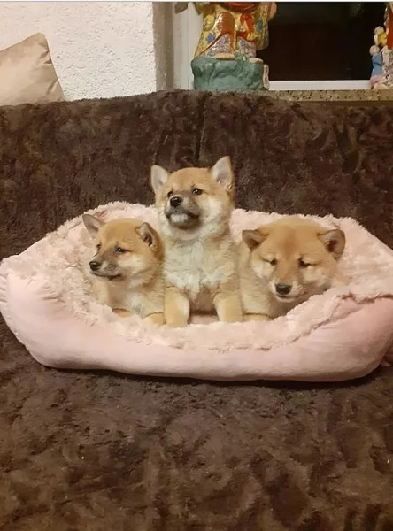 Štěňátka Shiba inu