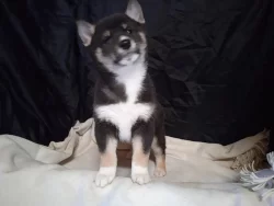 Štěňátka Shiba inu