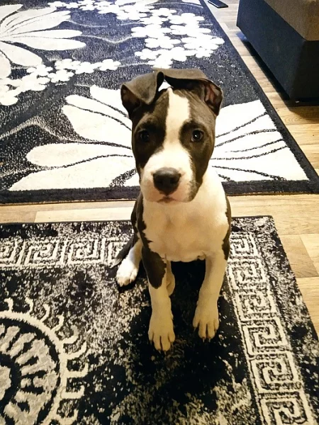 Prodám štěně staforda