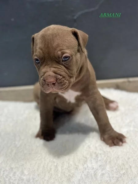 American Bully XL s PP