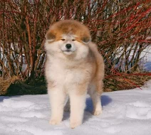 Akita-Inu