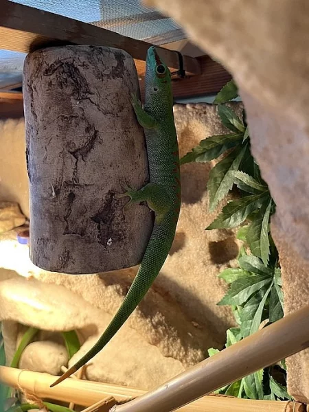 Terarium felsuma/felzuma madagaskarska grandis