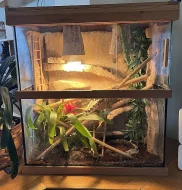 Terarium felsuma/felzuma madagaskarska grandis