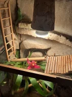 Terarium felsuma/felzuma madagaskarska grandis