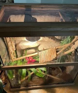 Terarium felsuma/felzuma madagaskarska grandis