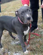 AMERICAN BULLY XL