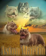 American bully