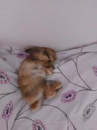 Darování zakrslého lvíčko-beránka