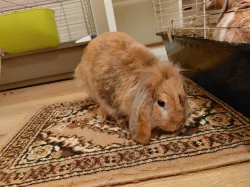 Darování zakrslého lvíčko-beránka