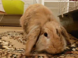 Darování zakrslého lvíčko-beránka