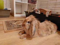 Darování zakrslého lvíčko-beránka