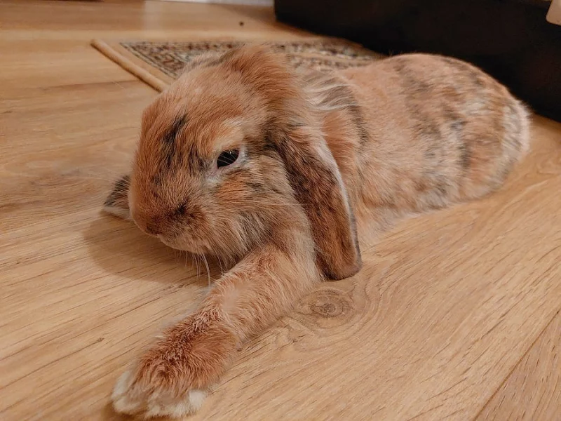 Darování zakrslého lvíčko-beránka