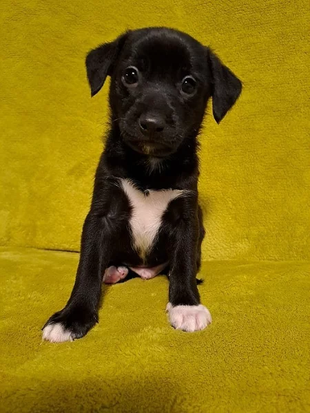 Nabízím štěňátka plemne Peruánský naháč střední s PP