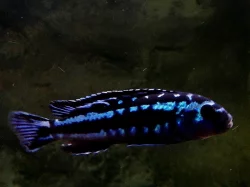 Odchovy tlamovci MALAWI